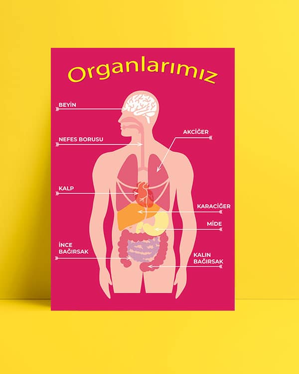 Organlarımız Posteri