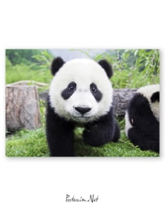 Panda afişi