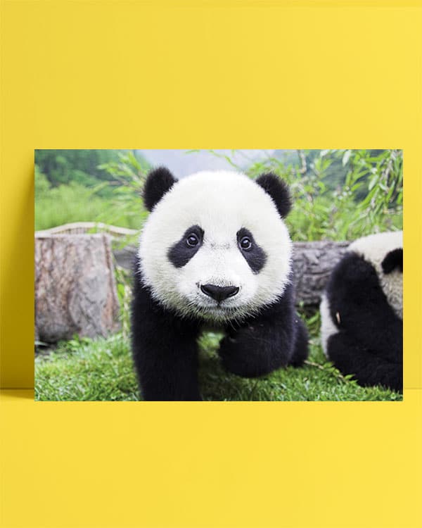 Panda posteri