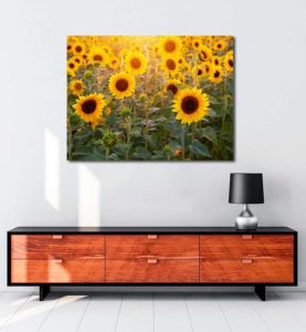 Günebakan Çiçekleri 2 kanvas tablo