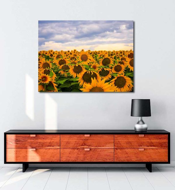 Günebakan Çiçekleri kanvas tablo
