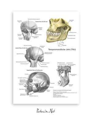 Tmja Anatomisi posteri