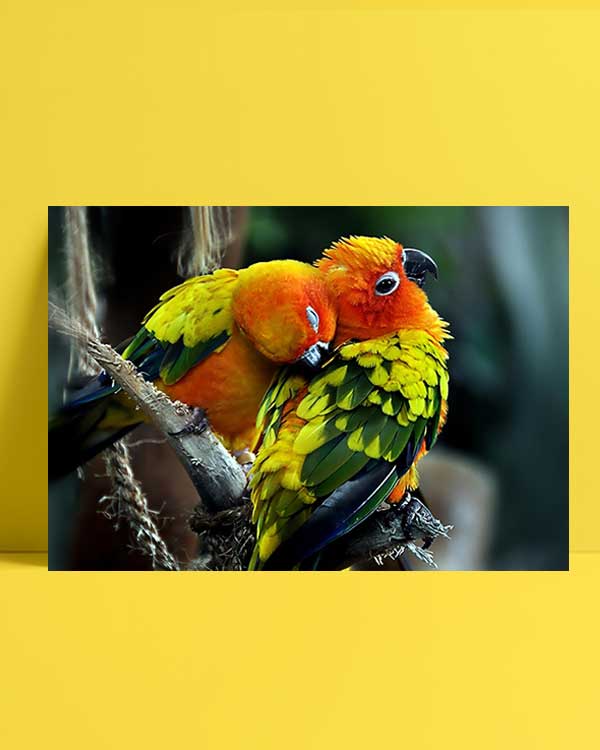Colorful Birds afiş
