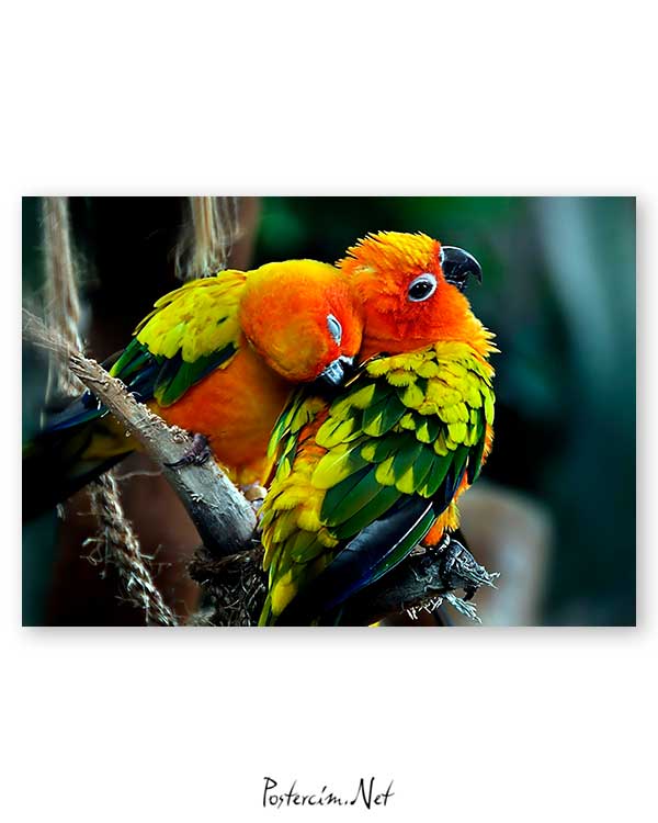 Colorful Birds poster