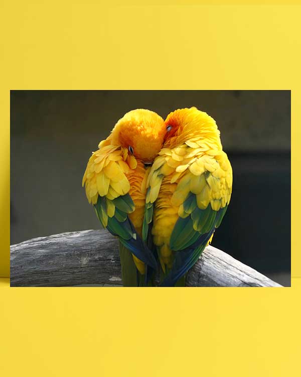 Love Bird afiş