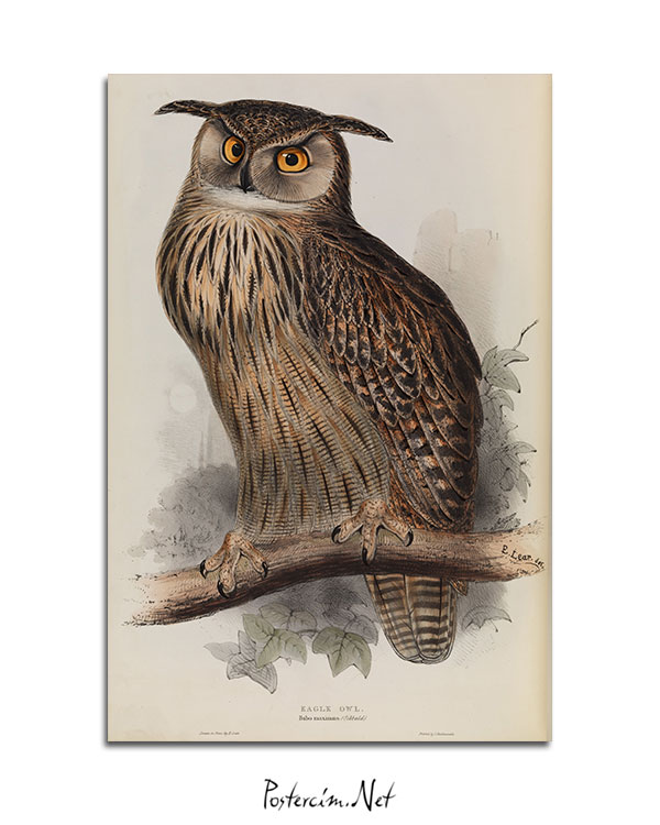 Eagle Owl afişi