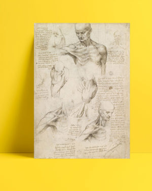 yüzeysel-omuz-ve-boyun-anatomisi-posteri